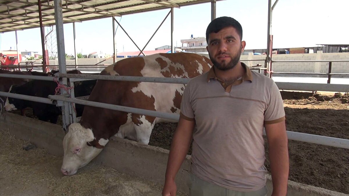 Yusuf'a 420 bin lira fiyat biçen İbrahim Yumuşak, "Çiftliğimizde diğer kurbanlıklar gibi Yusuf'u da bayrama hazırlıyoruz.