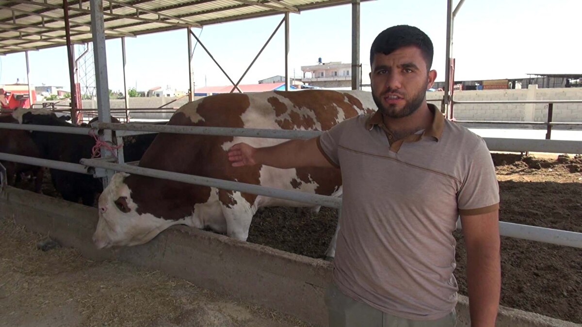 Reyhanlı ilçesinde kurulan kurban pazarında besici İbrahim Yumuşak'ın 'Yusuf' adını verdiği 4 yaşındaki 1 ton 400 kilogram ağırlığındaki boğası, büyük ilgi çekti. 