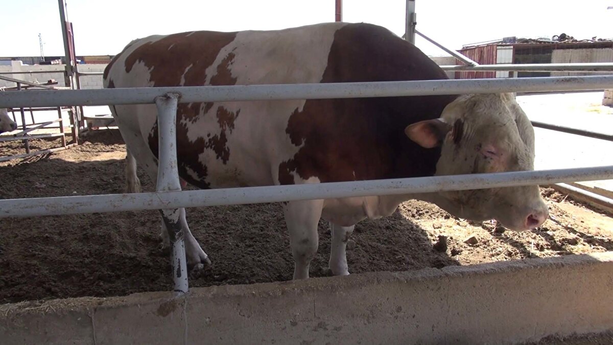 Alıcısına şimdiden hayırlı olsun" dedi.