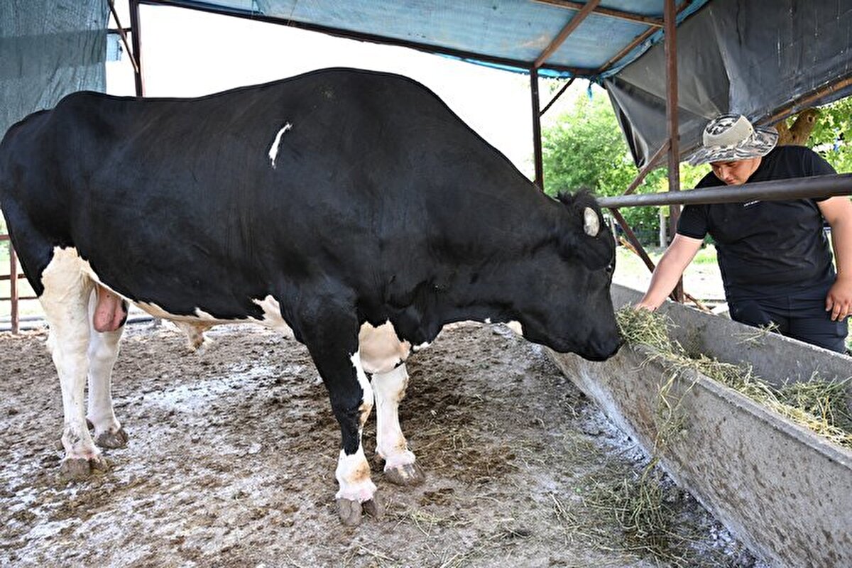 Osmaniye'nin Kadirli ilçesinde 1231 kilogramlık boğa, Kurban Bayramı öncesi 360 bin liradan satışa çıkarıldı.
