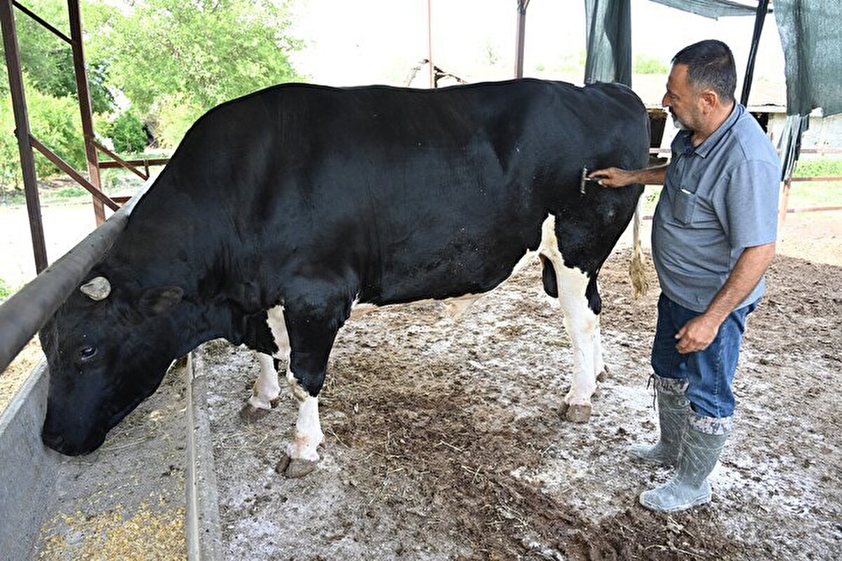 Narlıkışla köyünde büyükbaş yetiştiricisi Mithat Gürlek'in çiftliğinde büyüttüğü 4 yaşındaki "Holstein" cinsi boğa, 1231 kilograma ulaştı.