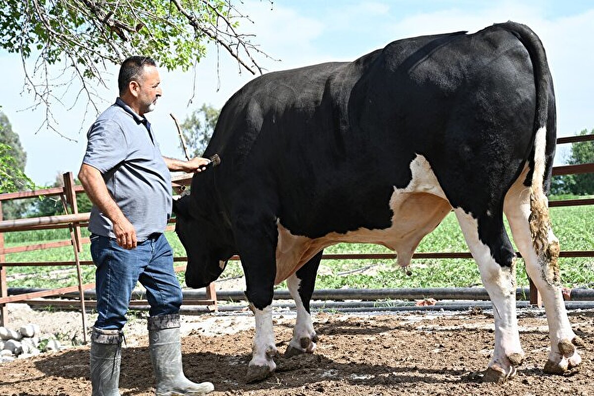 100'e yakın büyükbaş yetiştirdim<br><br>Gürlek, 8 yıldır hayvancılık yaptığını belirterek, "Bugüne kadar 100'e yakın büyükbaş yetiştirdim. İçlerinde en değerlisi bu. Satılmazsa gelecek yıl ağırlığı 1,5 tona yaklaşır. O zaman satmak daha zor olacak ama yine de bakmaya devam edeceğiz." dedi.