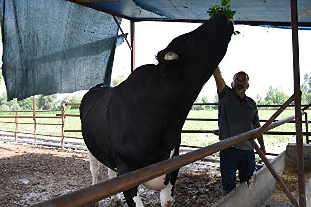 'Reis' adlı boğa, Kurban Bayramı öncesi satışa çıkarıldı<br><br>Gürlek, boğayı her gün yaklaşık 40 kilogram yemle beslediğini söyledi.