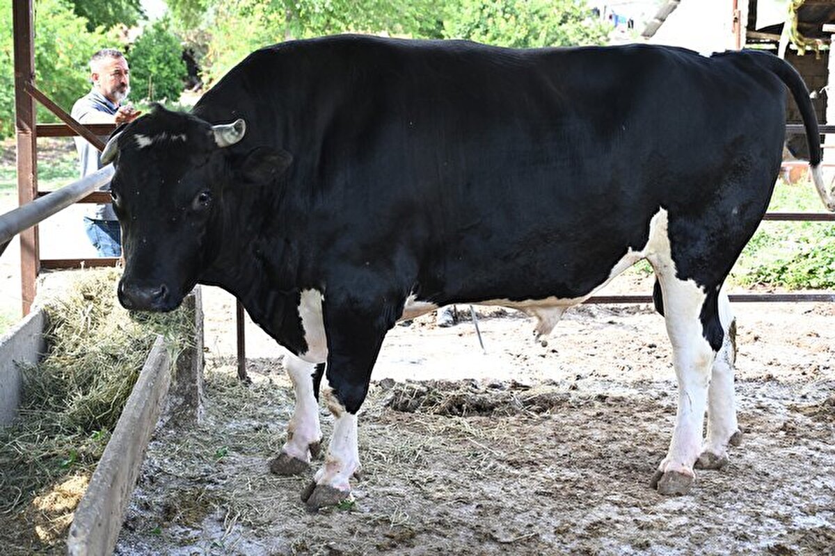 Büyükbaşı özenle tımar ettiğini dile getiren Gürlek, "Boğamıza 360 bin lira istiyorum. Şu ana kadar fiyatı ve kilogramından dolayı çok ilgilenen olmadı." dedi.