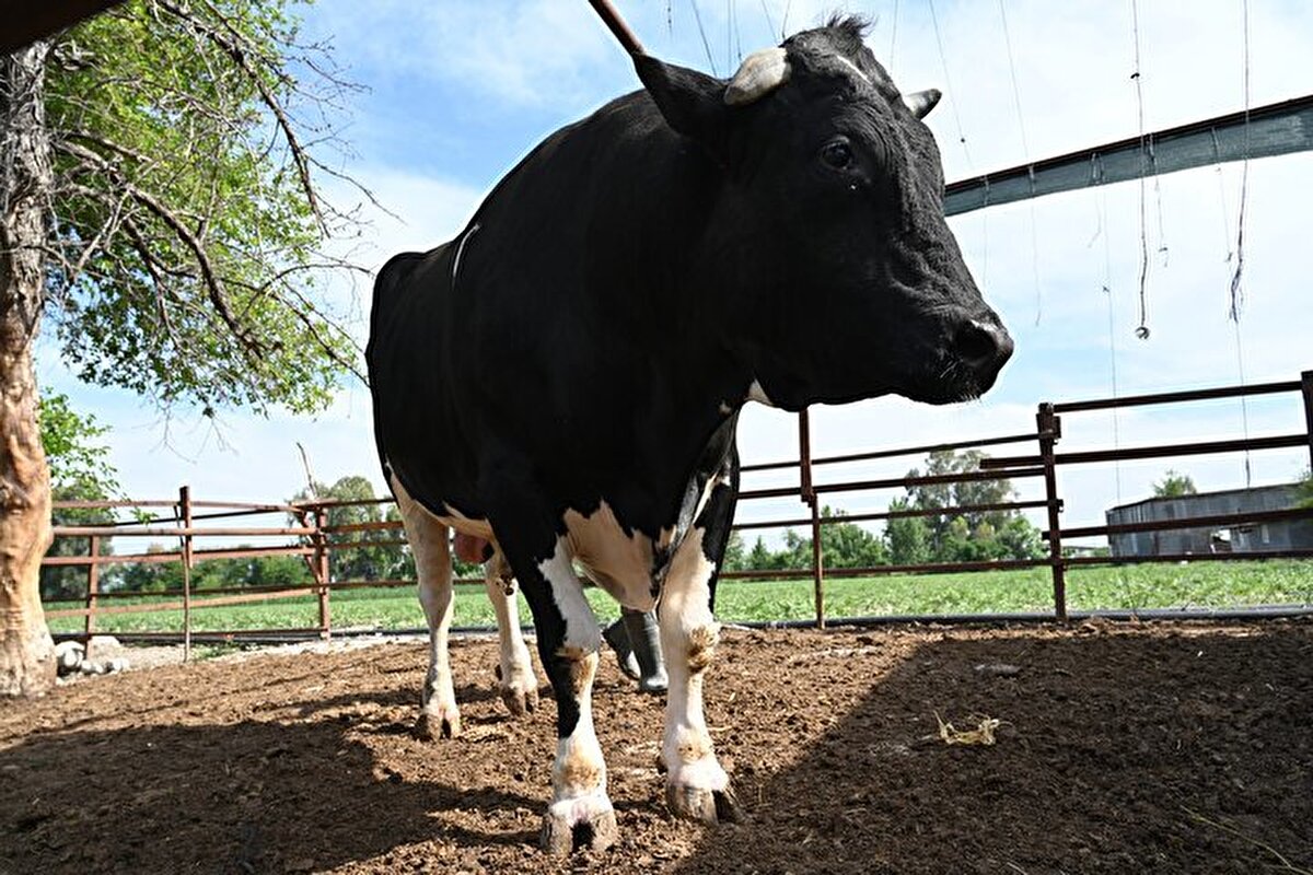 Osmaniye’nin Kadirli ilçesinde büyükbaş yetiştiricisi Mithat Gürlek’in 1.2 tonluk “Reis” adlı boğası, Kurban Bayramı öncesi 360 bin liradan satışa çıkarıldı.
