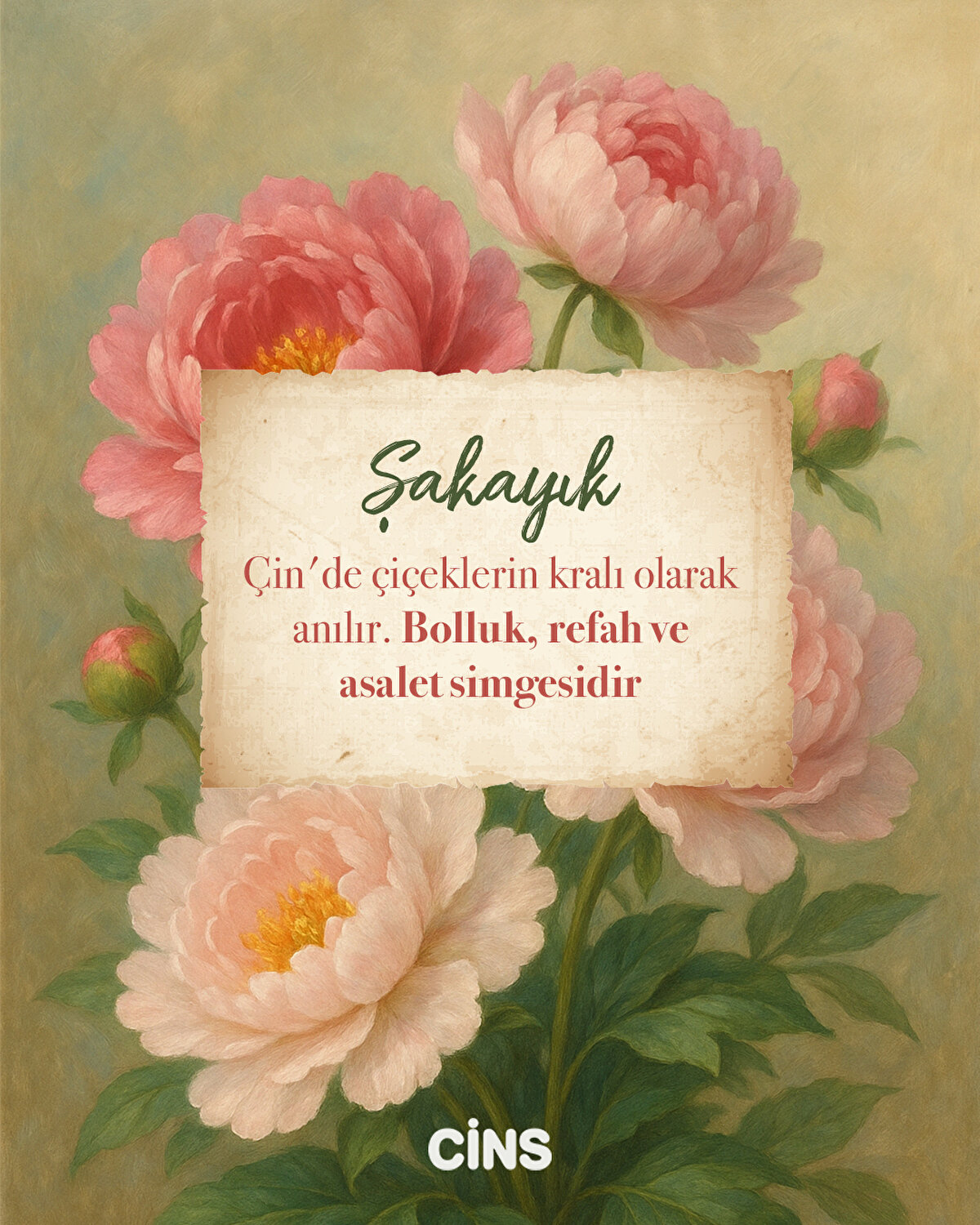 Şakayık <br><br>Çin'de çiçeklerin kralı olarak anılır. Bolluk, refah ve asalet simgesidir