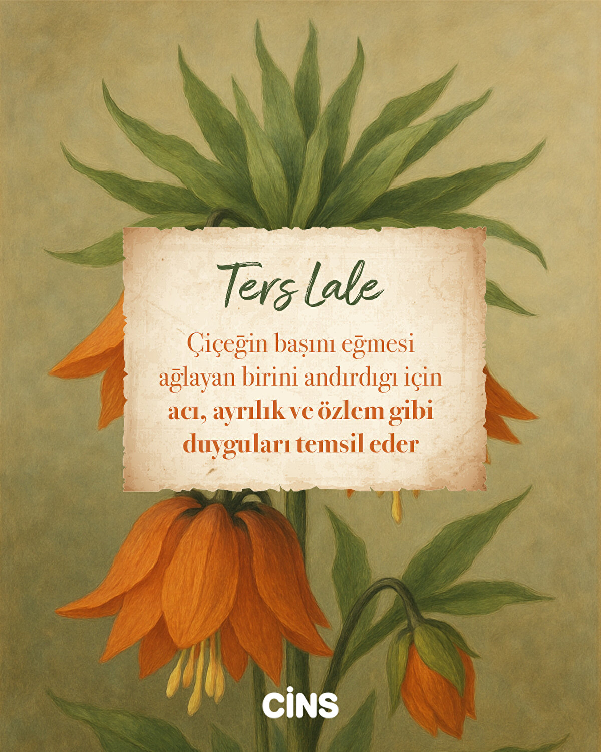 Ters Lale<br><br>Çiçeğin başını eğmesi ağlayan birini andırdığı için acı, ayrılık ve özlem gibi duyguları temsil eder