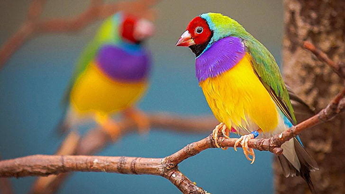 Neden Bu Kadar Etkili?