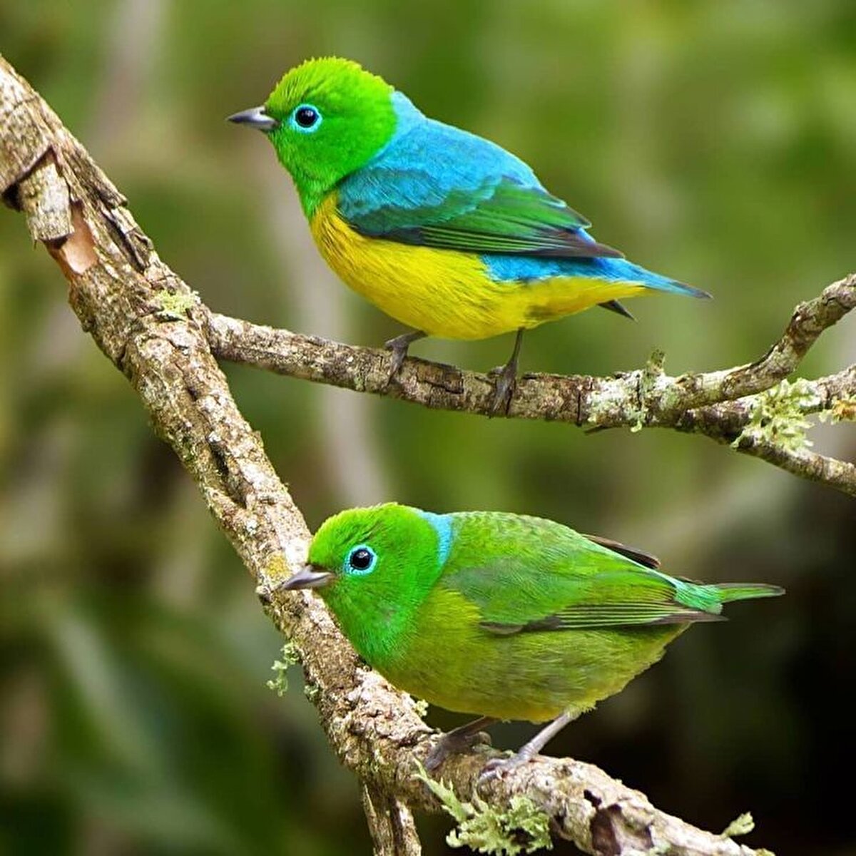 Sonuç: Kuşlar Yalnızca Doğayı Değil, Sizi de Uyandırıyor<br>Kuşların neden şarkı söylediği sorusu belki onlar için iletişim, çiftleşme ya da alan savunmasıyla ilgili olabilir. Ancak bizim için bu melodiler çok daha fazlası: Bir durup nefes alma, doğayla yeniden bağ kurma ve zihinsel şifaya ulaşma yolu. Şehirde, işte ya da evde olmanız fark etmez — kuş sesleri beyninize bir mola verdirebilir.
