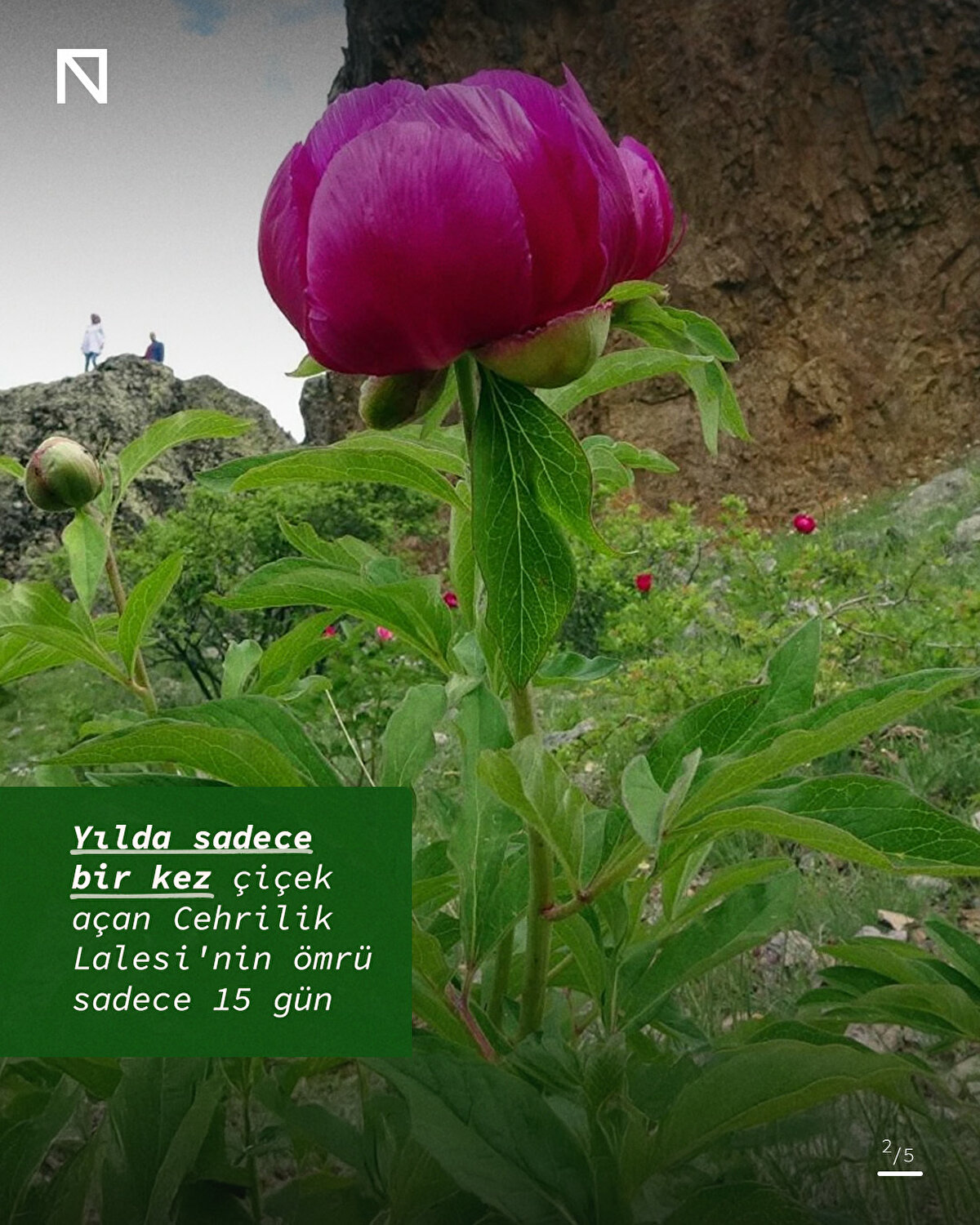Yılda sadece bir kez çiçek açan Cehrilik Lalesi'nin ömrü sadece 15 gün