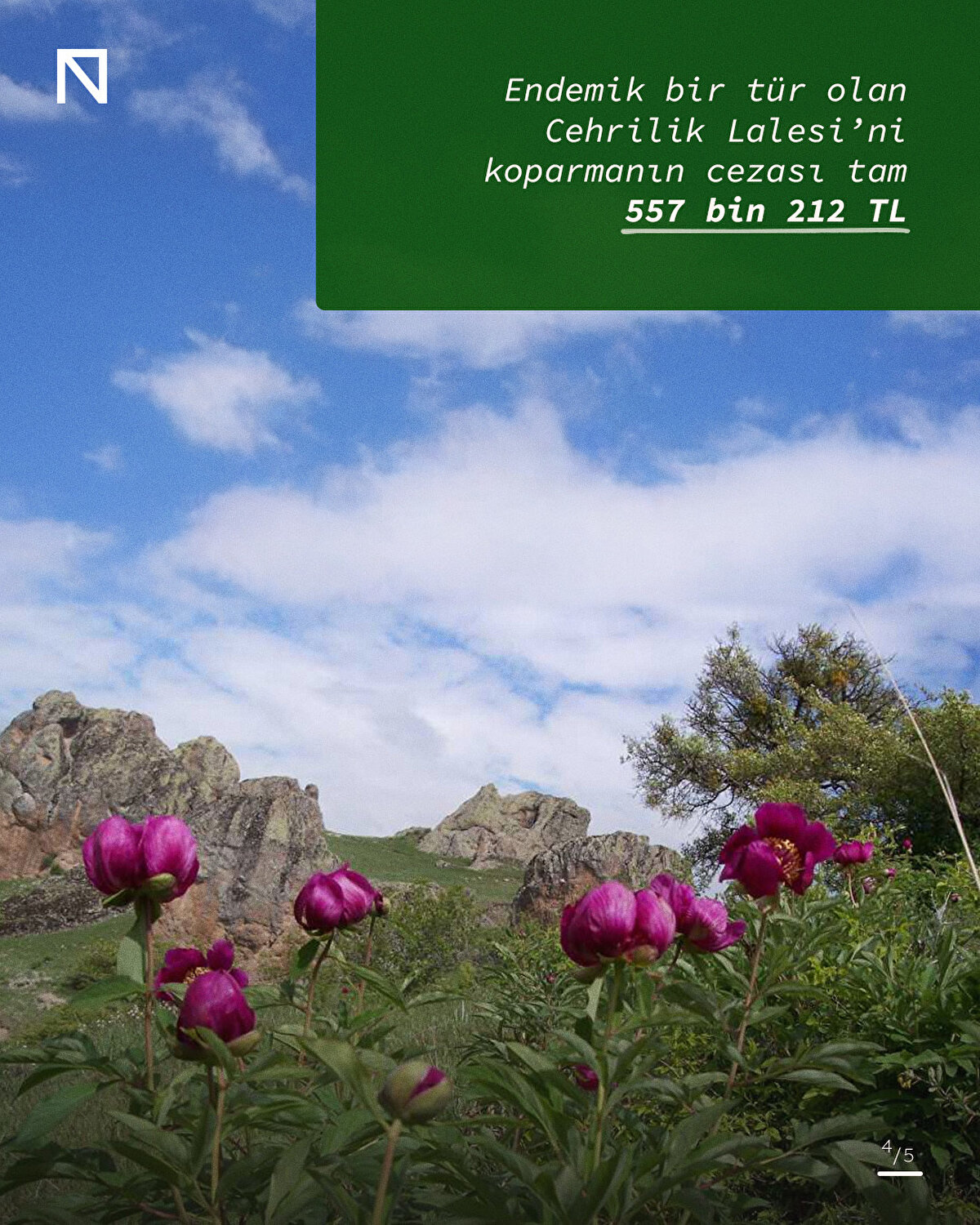 Endemik bir tür olan Cehrilik Lalesi’ni koparmanın cezası tam 557 bin 212 TL