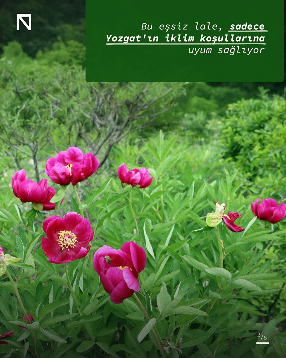 Bu eşsiz lale, sadece Yozgat'ın iklim koşullarına uyum sağlıyor