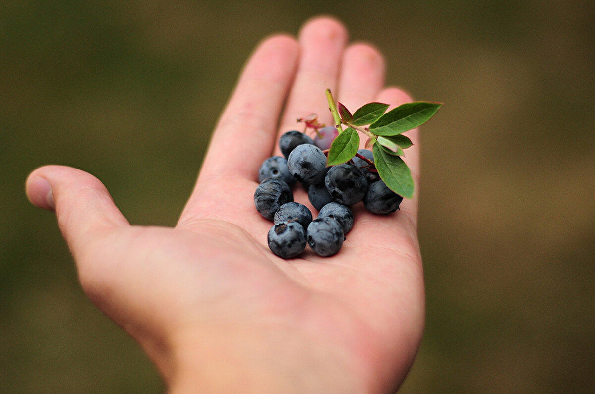 1. Zihninizi açın: Beyin güçlendirici etki<br><br>Yaban mersini, antioksidan deposu olması sayesinde beyin fonksiyonlarını destekliyor. Düzenli tüketimi, hafızayı güçlendiriyor, odaklanmayı kolaylaştırıyor. Özellikle uzun iş günlerinde veya sınav dönemlerinde zihinsel performansınızı artırmak için birebir!