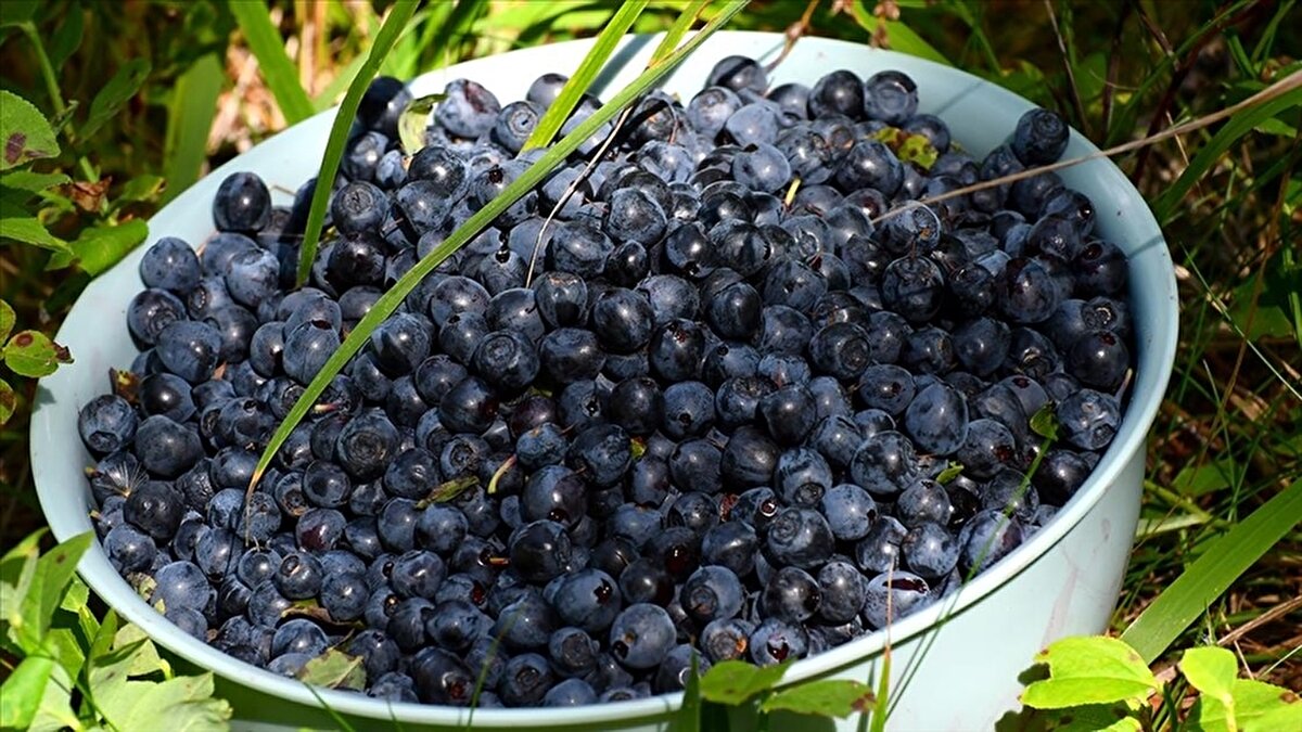 3. Vücudun doğal iltihap savaşçısı<br><br>Kronik yorgunluk, ağrı ya da eklem rahatsızlıkları mı yaşıyorsunuz? Yaban mersini, iltihap karşıtı bileşenleriyle vücudu yatıştırıyor. Düzenli tüketildiğinde bağışıklık sistemini güçlendirerek vücudu rahatlatıyor.