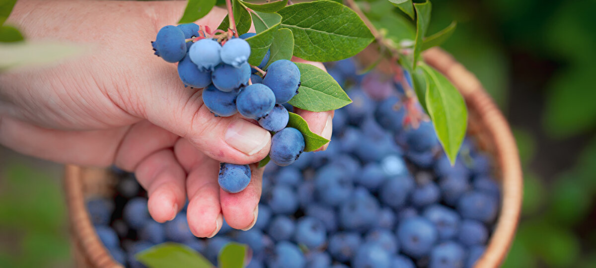 6. Güçlü bir bağışıklık sistemi<br><br>Yüksek C vitamini içeriği sayesinde bağışıklık sistemini destekleyen yaban mersini, hastalıklara karşı savaş açar. Mevsim geçişlerinde ya da stresli dönemlerde vücudunuzun direncini artırmak için ideal bir atıştırmalıktır.