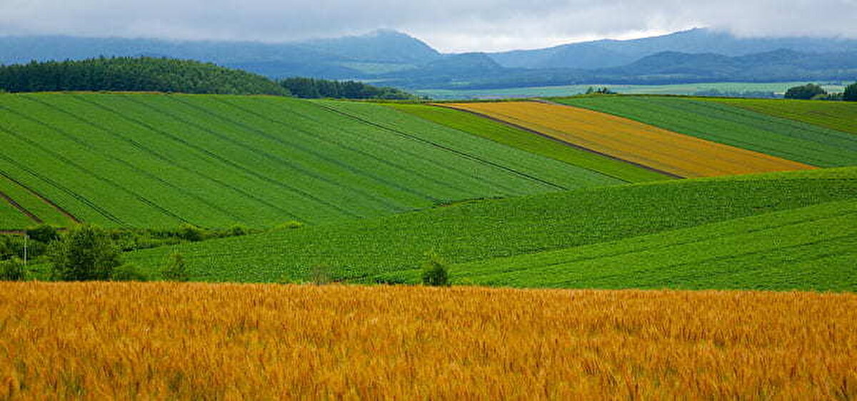 2- Bu arazilerin tapu süreci kimleri kapsar?<br><br>- Orman vasfını yitirmiş bu arazileri kullanan ve yıllardır tapu bekleyen yaklaşık 5 milyon kişiyi kapsıyor.<br><br>
