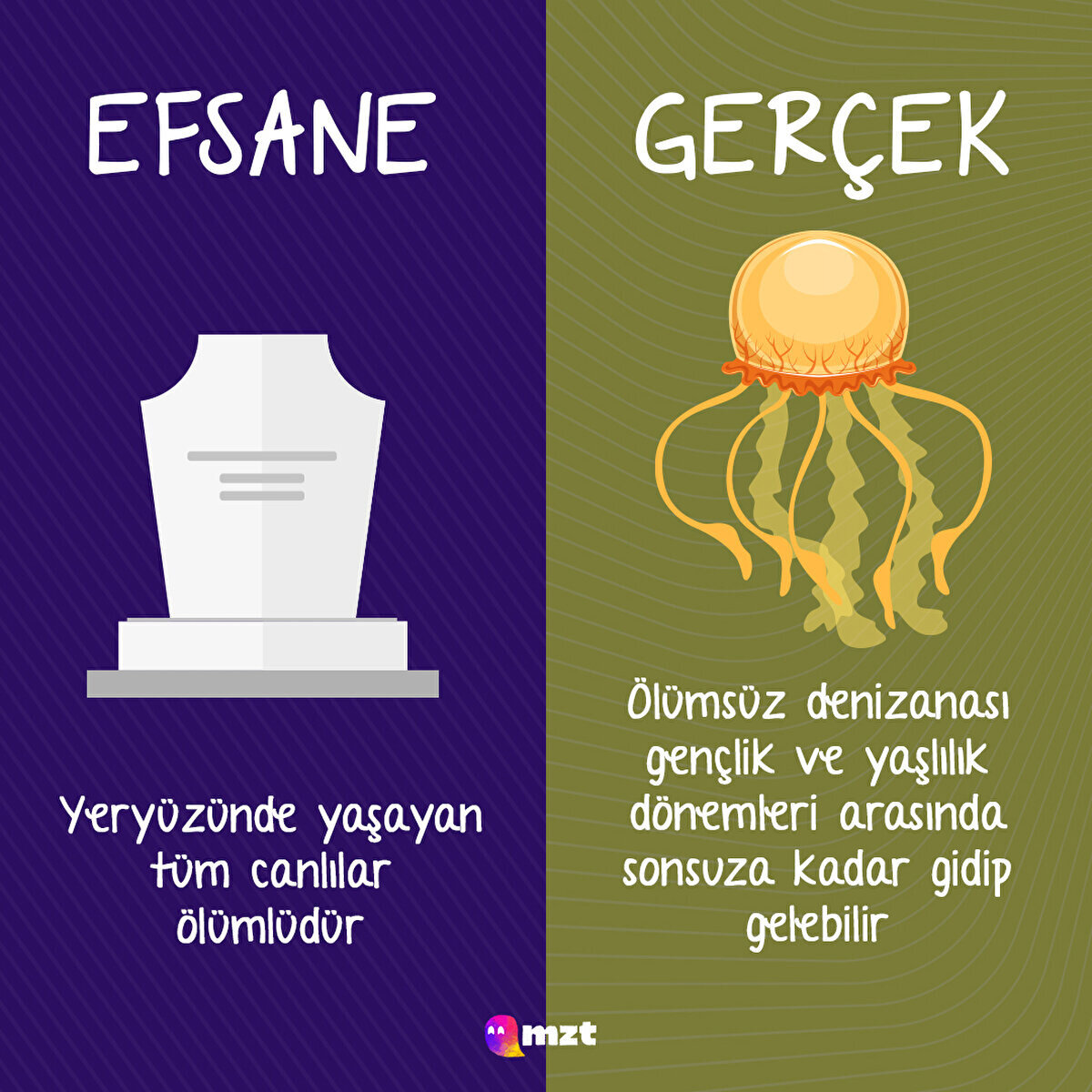 Ölümsüz denizanası ile tanışın
