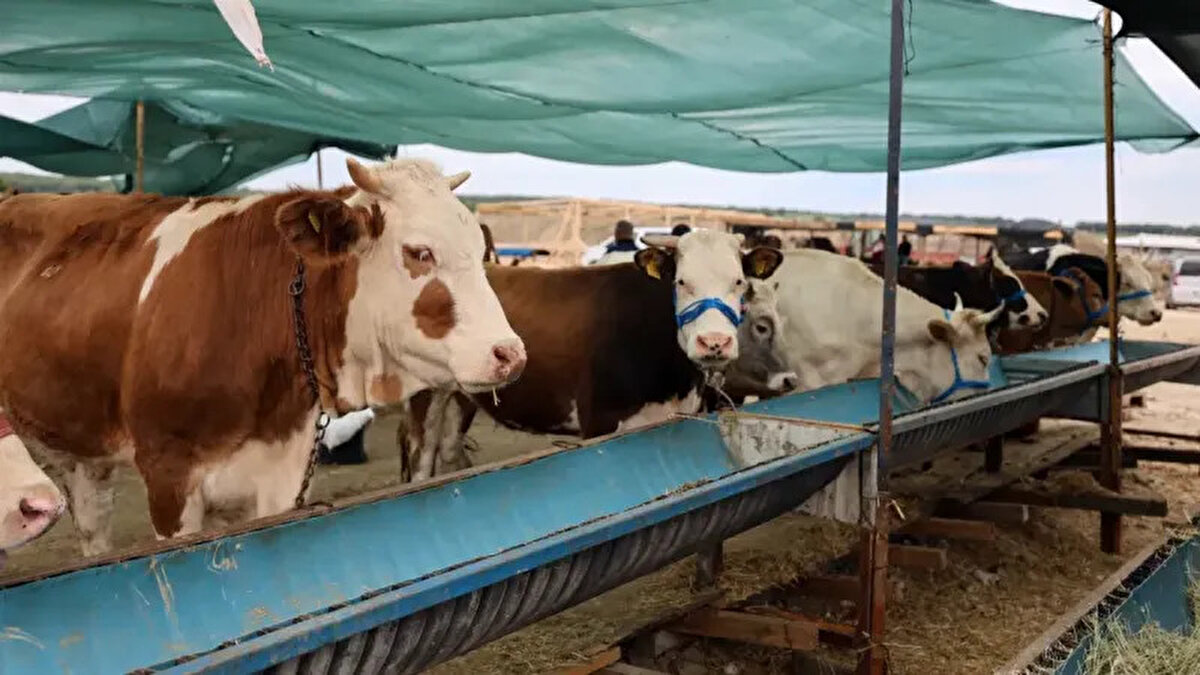 Türkiye Ziraat Odaları Birliği (TZOB) Genel Başkanı Şemsi Bayraktar, yaklaşan Kurban Bayramı öncesi kurbanlık fiyatları hakkında değerlendirmelerde bulundu.<br><br> “Kurban bayramı, dini ve kültürel anlamının yanı sıra ülkemiz ekonomisi açısından büyük bir öneme sahiptir. Özellikle hayvancılık sektörü için bu dönem can suyu olmaktadır. Üreticilerimiz kurbanlık satışları sonrasında borçlarını kapatmaya, bir sonraki yılın planlamasını yapmaya çalışmaktadır.