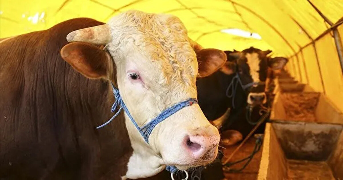 Ülke geneli kurbanlık hayvan fiyatları<br><br>“Kurbanlık fiyatları ve satış şekli illere göre farklılık arz ediyor. Kimi yerlerde canlı ağırlık (baskül) ve et (karkas) fiyatı üzerinden, kimi yerlerde ise canlı hayvan (kabala) üzerinden pazarlık yöntemiyle, ya da hisseli satışlar yapılıyor. Son zamanlarda özellikle büyükşehirlerde kesim fiyatı da hayvan satış fiyatına dâhil ediliyor.<br><br>Kurbanlık hayvan fiyatları; illere, canlı ağırlığa, ırkına (yerli-kültür) ve büyükbaşta inek, düve, tosun, küçükbaşta koyun, koç, keçi olmasına göre farklılık gösteriyor.<br><br>Ziraat Odalarımızdan aldığımız verilere göre ülkemizde ortalama fiyatların; hayvan başına büyükbaşta 80 bin ile 350 bin lira, küçükbaşta ise 13 bin lira ile 40 bin lira arasında değişeceği görülüyor.