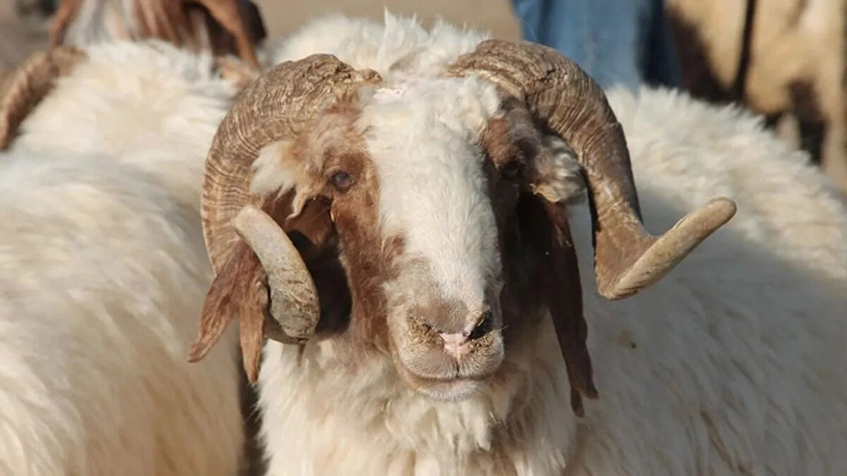 Canlı kilogram olarak büyükbaş hayvan fiyatları, satışların en fazla olduğu üç büyük ilimizden, İstanbul’un Avrupa yakasında 300 lira ile 380 lira, Anadolu yakasında 300 lira ile 350 lira, Ankara ve İzmir’de 280 lira ile 350 lira arasında değişiyor.<br><br>Küçükbaş hayvan fiyatları ise canlı kilogram olarak, İstanbul’un Avrupa yakasında 350 lira ile 380 lira, Anadolu yakasında 320 lira ile 370 lira, Ankara’da 280 lira ile 350 lira, İzmir’de 300 lira ile 370 lira arasında seyrediyor.”