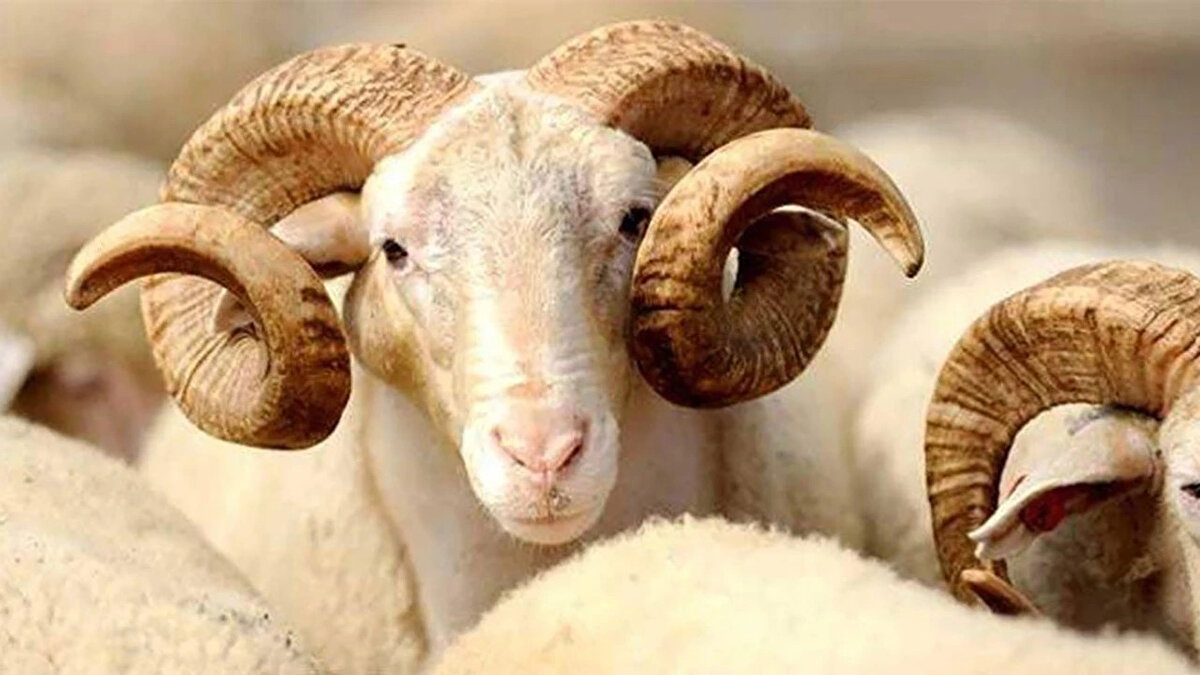 Kurbanlık hayvan sayısı<br><br>“Son yıllardaki kurban satışlarını da göz önünde tuttuğumuzda bu yıl yaklaşık olarak 750 bin büyükbaş ve 2 milyon 600 bin küçükbaş hayvan olmak üzere toplamda 3 milyon 350 bin kurbanlık hayvan kesileceğini tahmin ediyoruz. Ancak bayrama yaklaştığımız bugünlerde üreticilerimiz satışların geçen yıllara göre daha yavaş seyrettiğini söylüyor.<br><br>Temennimiz talebin canlanarak hem üreticimizin hem de kurban ibadetini yerine getirmek isteyen vatandaşlarımızın memnun olduğu bir Kurban Bayramını daha idrak etmektir.”