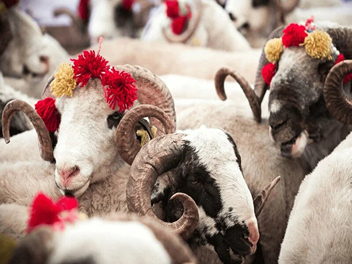 “2025 yılında kurbanlık hayvanlara 147 milyar liradan fazla para ödeneceği tahmin ediliyor”<br><br>“Ortalama 400 kilogram canlı ağırlığa sahip büyükbaş hayvanın canlı kilosunun 300,38 lira civarında satılacağı düşünüldüğünde, bayram süresince kesilecek yaklaşık 750 bin büyükbaş hayvana ödenecek para 90 milyar 114 milyon lirayı bulacaktır.<br><br>Bir küçükbaş hayvanın ortalama 21 bin 900 liradan satılacağı tahminiyle, kesilecek yaklaşık 2 milyon 600 bin küçükbaş hayvana ödenecek paranın ise 56 milyar 940 milyon lira olacağı, toplamda halkımızın kesilecek yaklaşık 3 milyon 350 bin kurbanlık için 147 milyar liradan fazla para ödeyeceği tahmin ediliyor.”