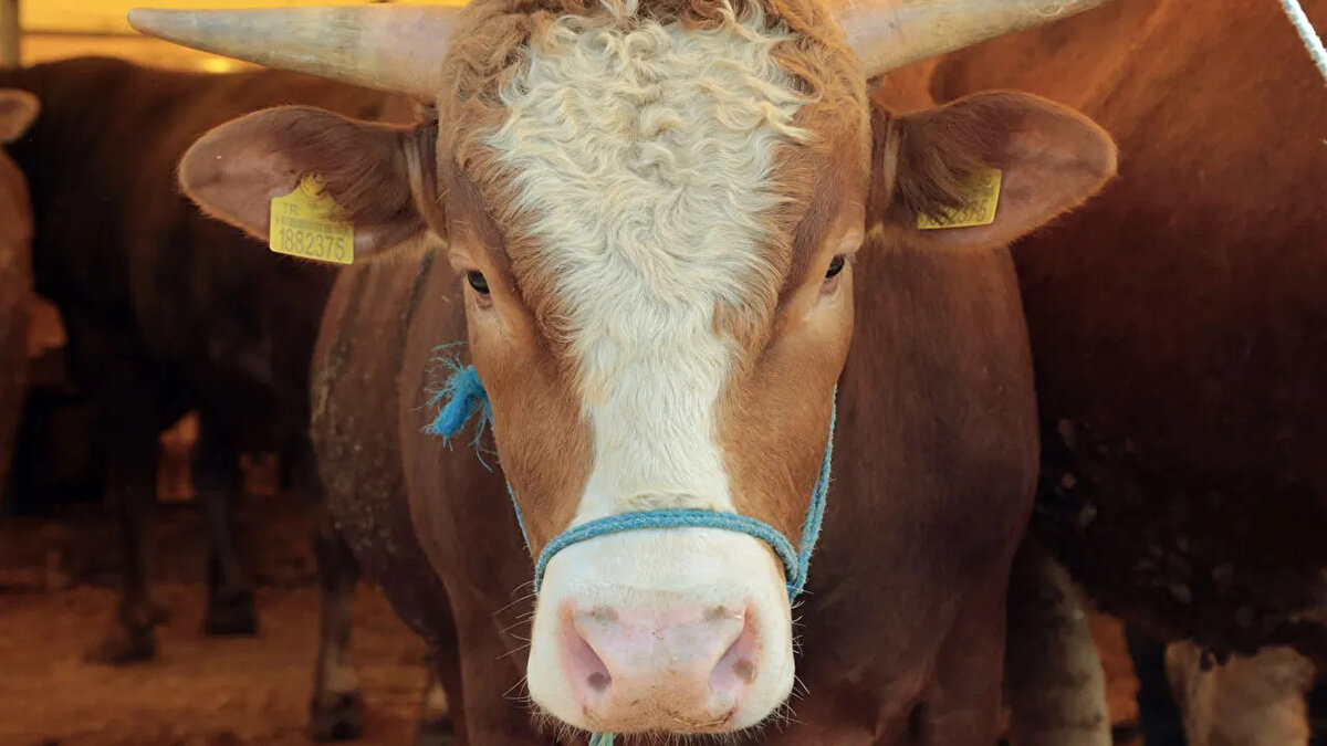 Kurban pazarlarında üreticilerimizin temel ihtiyaçlarının aksatılmadan karşılanması çok önemlidir. Belediye Başkanları bu konuda hassasiyet göstermelidir. Bu alanları bir gelir kapısı olarak değil bir hizmet kapısı olarak görelim.<br><br>Hayvan satış yerlerinden mümkünse ücret almayın ya da cüzi bir fiyattan kiralayın. Üreticilerimizin maliyeti ne kadar düşerse vatandaşın kesesine de o kadar olumlu etki edecektir. Bayram sonrasında ise kurbanlık kesim alanlarında ciddi yoğunluk oluşmaktadır.