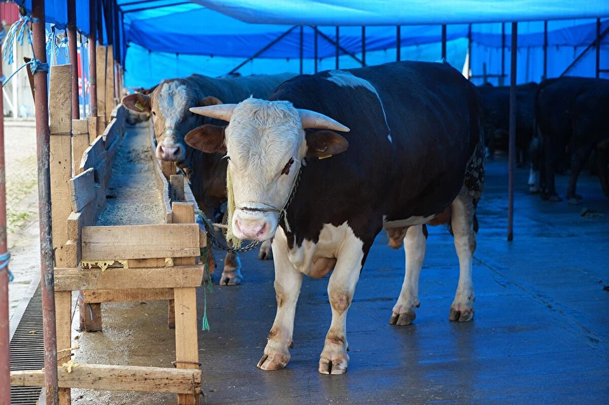 “Ekonomiye kazandırılacak tahmini deri değeri 602,4 milyon liradır”<br><br>“Standartlara uygun kesilmiş ve tuzlanmış yaş koyun derisinin âdeti yaklaşık 30 liraya satılıyor.<br><br>Tahmini 2 milyon 600 bin küçükbaş hayvan kesileceği hesap edildiğinde küçükbaş hayvanların derilerinin ekonomik değeri yaklaşık olarak 78 milyon lirayı bulacaktır. Ayrıca 400 kilogramlık bir sığırdan ortalama 30 kilogram deri çıkmaktadır.<br><br>Standartlara uygun elde edilmiş, tuzlanmış sığır derisinin kilosunun yaklaşık 30 lira olduğu göz önüne alındığında kesilecek 750 bin büyükbaş hayvandan elde edilecek derinin değeri 675 milyon liraya ulaşacaktır.