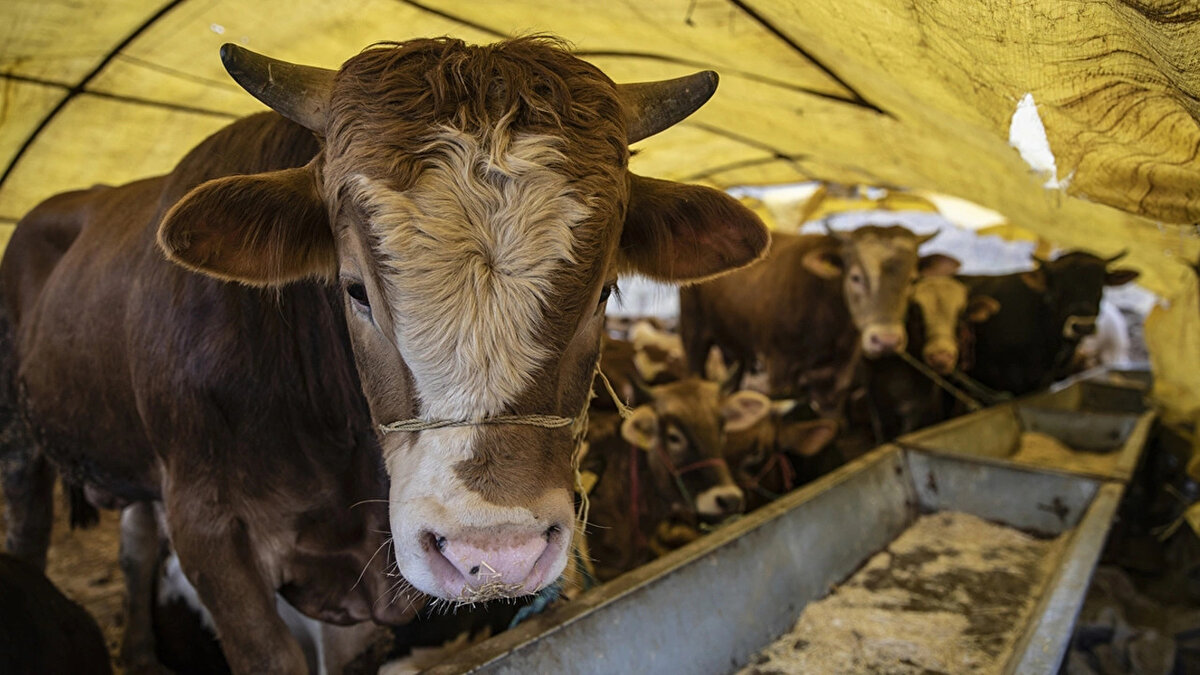 Ziraat Odalarımızdan gelen bilgilere göre özellikle küçükbaş hayvan derilerini kimse almamakta, bu deriler mecburen çöpe atılmaktadır. Bu ülkemiz açısından önemli bir kayıptır. Yetkililerin bu konuya eğilmesi, ekonomik kaybın önüne geçecek tedbirleri almasını bekliyoruz.”