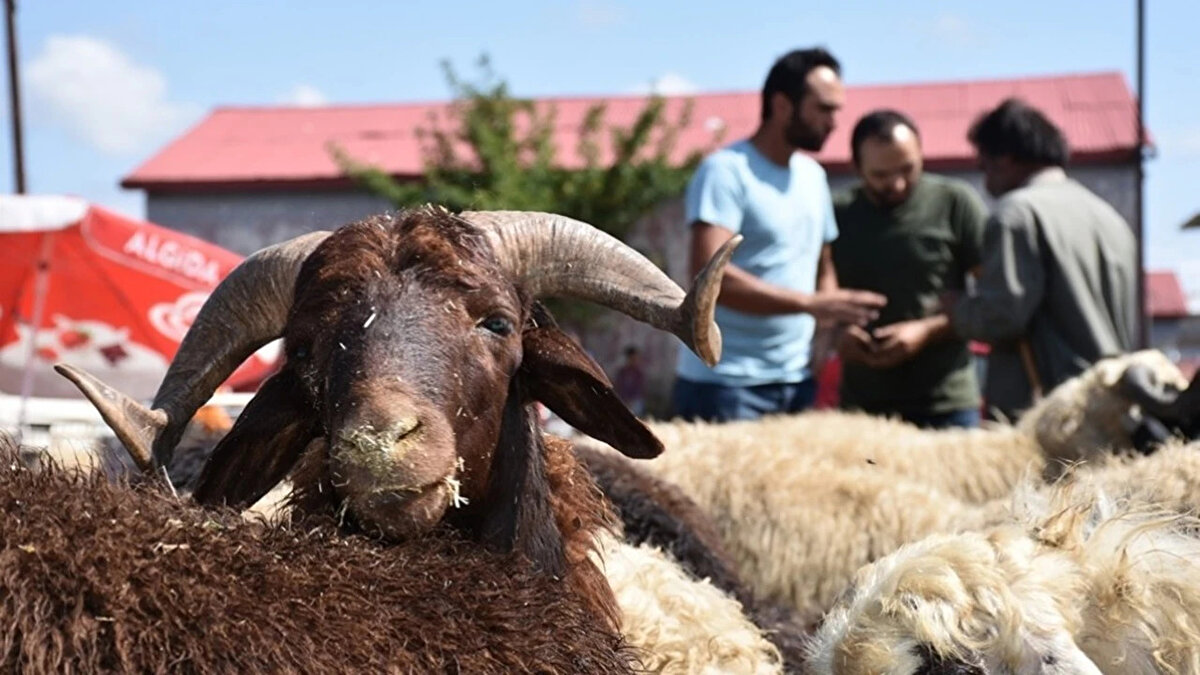 “Kasaplara ödenen tahmini para 4,4 milyar lirayı aşacaktır”<br><br>“Kurban bayramları son yıllarda kasaplar için önemli bir gelir kapısı olmuştur. Kasaplar, hayvanları kesme, yüzme, parçalama gibi işler için yaptıkları işe göre farklı bir ücret almaktadır. Kimileri sadece kesip dörde bölmekte, kimileri ise detaylı parçalamaktadır. Ücretler de buna göre değişmektedir.<br><br>Kasaplar büyükbaş hayvanda sadece kesip, derisini yüzüp, dörde bölmek için 5 bin ile 10 bin lira arası, detaylı parçalamak için 10 bin ile 15 bin lira arası, küçükbaşta ise bin ile bin 500 lira arası ücret talep etmektedir.