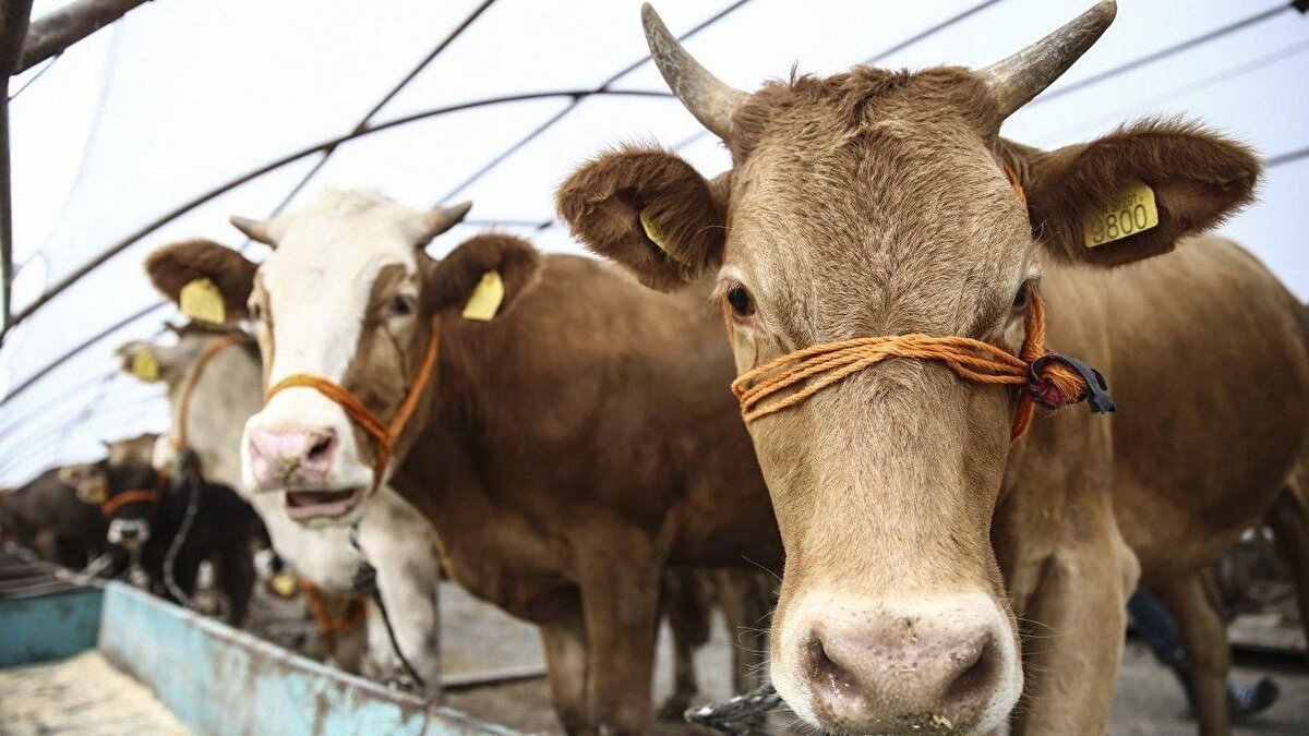 Büyükbaş hayvanların ortalama yarısının kasaplar tarafından yaklaşık 7 bin 500 lira ücret mukabilinde kesileceği tahminiyle, 375 bin büyükbaş hayvan için kasaplara ödenecek meblağ 2,8 milyar lirayı aşacaktır. Aynı şekilde küçükbaş hayvanların yarısının kasaplar tarafından ortalama bin 250 lira ücret karşılığında kesileceği hesabıyla 1 milyon 300 bin küçükbaş hayvan için kasaplara ödenecek tutar 1,6 milyar lirayı aşacaktır. Buna göre, kasaplara ödenecek bedel toplamda tahmini 4,4 milyar lirayı aşacaktır.<br><br>Bunların yanı sıra kelle, işkembe, bağırsak gibi sakatatlar kurban kesenler tarafından çoğunlukla alınmamakta, kesim yerlerine veya toplayıcılara bırakılmaktadır. Bu da ciddi bir ekonomik değer oluşturmaktadır.”