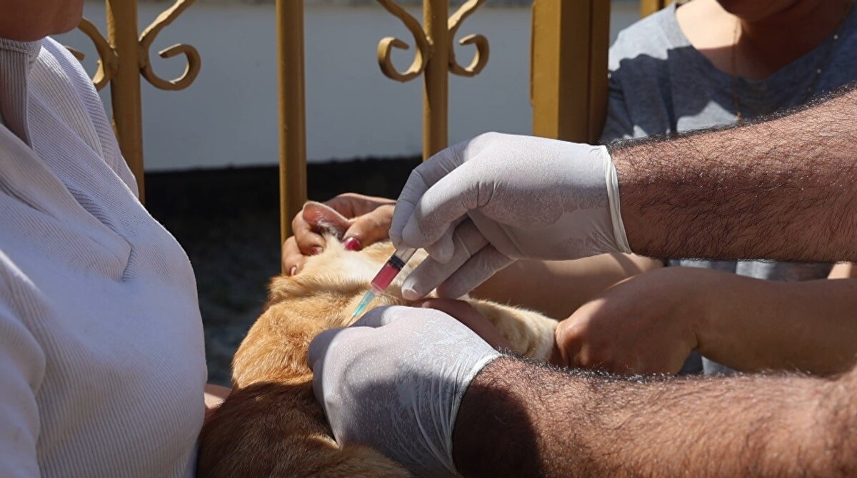 "Hemen gelip köpeğimize aşılarını yaptılar"<br><br>Kuduz vakası sonrası çevredeki 4 mahallenin karantina altına alındığını belirten Hilal Balıkçı ise, "Mahallemizde meydana gelen kuduz vakası için yetkililere haber verdik. 4 mahallenin karantinaya alındığını duyduk. Kuduz tehlikesi var. Evde beslediğimiz bir köpeğimiz var. Kuduz vakasını duyduğumuzda yetkililere haber verdik ve onlar da hemen gelip köpeğimize aşılarını yaptılar" ifadelerini kullandı.