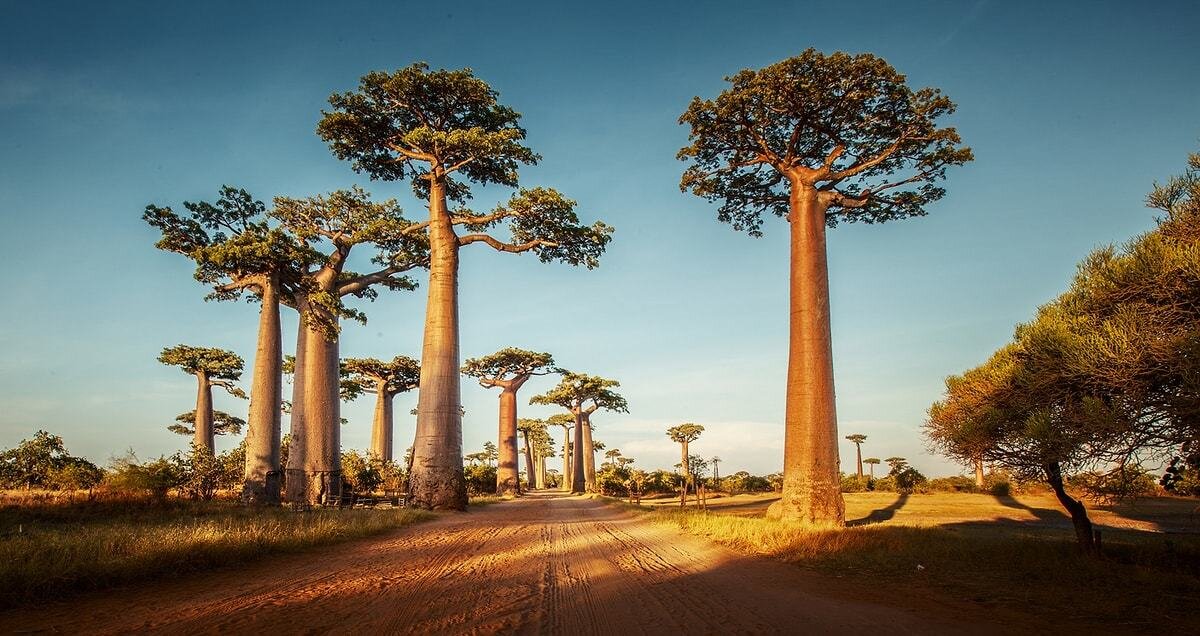 30)  MADAGASKAR  |  633,8 MİLYON DOLAR<br><br> <br><br>Doğu Afrika'da bir ülke<br><br>