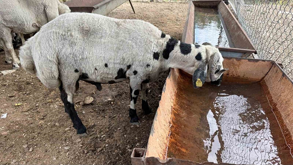 Vatandaş şişkin koyunu görünce buna aldanıyor. Ancak hayvanın sırt ve karın kısmına dikkat edilmeli. Karnı şiş hayvana vatandaşlar dikkat etmeli" diye konuştu.