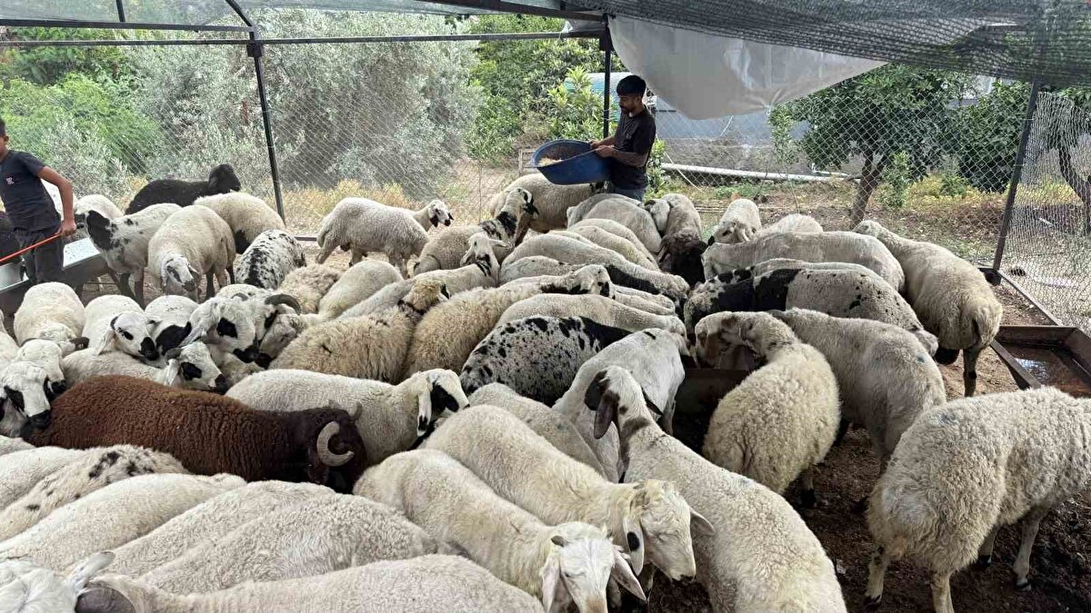 Ancak bayram öncesi bazı kişilerin hayvanları daha kilolu ve şişkin gözüksün diye yemin içerisine tuz ve sumak kattığı, bu yemleri yiyen hayvanların da çok fazla su içtiği, bu nedenle de kilolu görüldükleri ileri sürüldü.