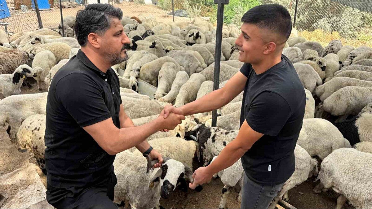 Kurban Bayramı’na sayılı günler kala kurbanlıklar pazarlara indi. Kilograma göre kurbanlık küçükbaş koyun, keçi ve tekenin kilogram fiyatının 300 TL, büyükbaşta tosunun 310 TL, düvenin ise 280 TL olarak belirlendiği şehirde pazar haraketliliği günden güne artıyor. Hareketliliğin hafta sonundan itibaren daha çok artması bekleniyor.