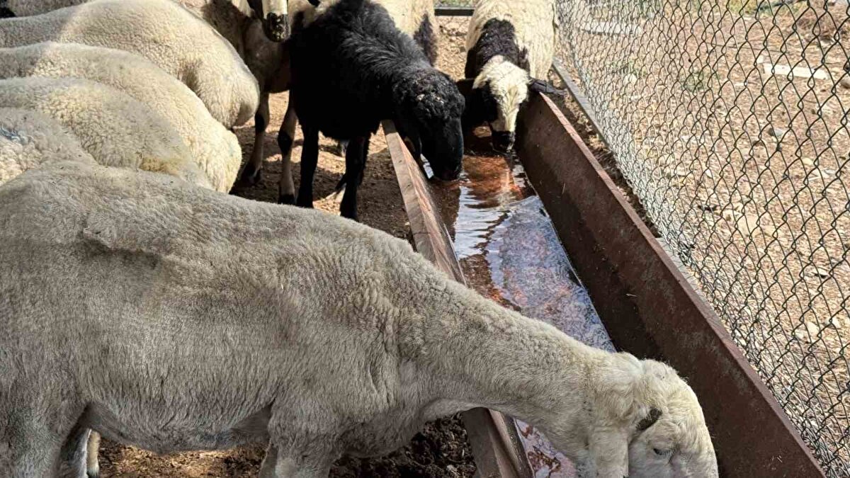 "Karnı şiş hayvana vatandaşlar dikkat etmeli"<br><br>Kentte uzun yıllardır hayvan satışı yapan Zafer Oğuz, İhlas Haber Ajansı’na yaptığı açıklamada, fiyatların iyi olduğunu ancak besici ve satıcı arasında ciddi bir fiyat farkı olduğunu söyledi.