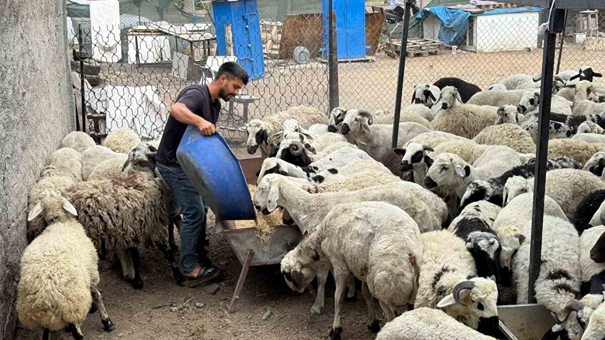 Dolandırıcıların koyunları yem ve su ile şişirdiğini anlatan Oğuz, "Maalesef bazı kişiler hayvanın önündeki yemin içerisine tuz ve sumak karıştırıyor. Bunu yiyen hayvan suyu çok içiyor ve bir hayvanda 6-7 kilo fark ediyor.
