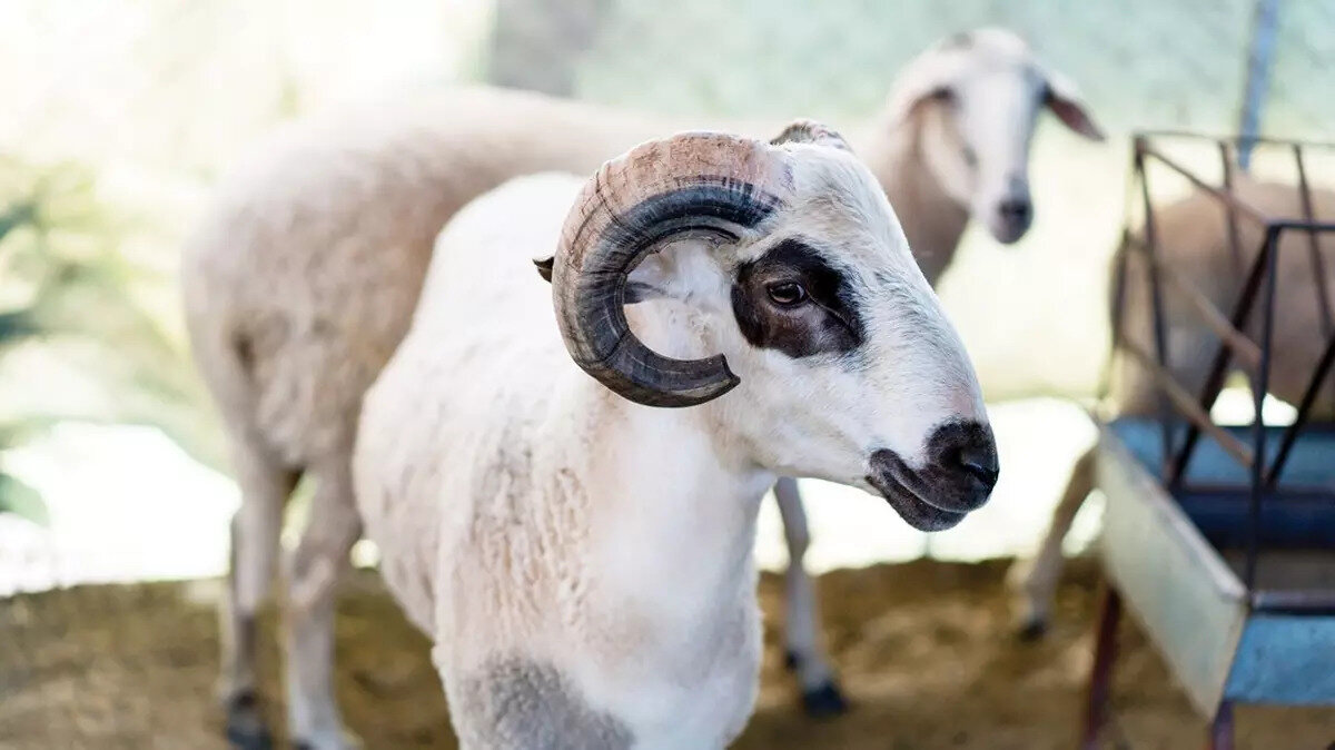 Bayramda hava nasıl?<br><br>Kurban Bayramı'nın ilk günü; 6 Haziran Cuma İstanbul 29, Ankara 28, İzmir 35, , Antalya 33, Diyarbakır 35, Trabzon 22, Erzurum 24 derece.