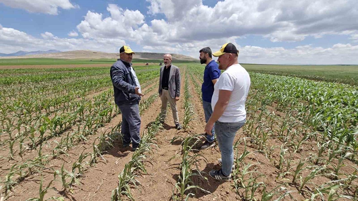 "Tarlayı ekmek için 500 bin lira harcama yaptım"<br><br>Çiftçi Arif Balcı, bölgede sadece kendisine ait mısır tarlasına saldırı düzenlendiğini belirterek, "85 dönümlük mısır tarlama dron ile ilaç atıldı. Husumetli olduğumuz birileri yok. Atılan ilaçtan sonra kuruyan tüm mısırı şu anda traktörlerle söküyorum. Buraya gelerek incelemelerde bulunan jandarma, il ve ilçe tarım ile ziraat odası yetkilileri tarlaların dronla ilaçlanmış olduğunu söylüyorlar.