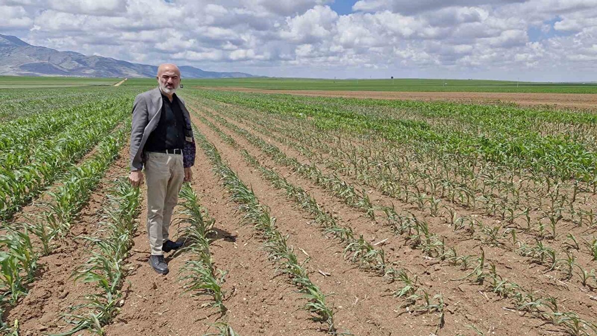 Olay, geçtiğimiz gün Kazımkarabekir ilçesine bağlı Mecidiye köyünde yaşandı. Edinilen bilgiye göre, çiftçi Arif Balcı, sabah ekili ürünlerini kontrol etmek için araziye çıktı. Balcı, mısır ekili tarlalarına geldiğinde şok eden manzara ile karşılaştı.