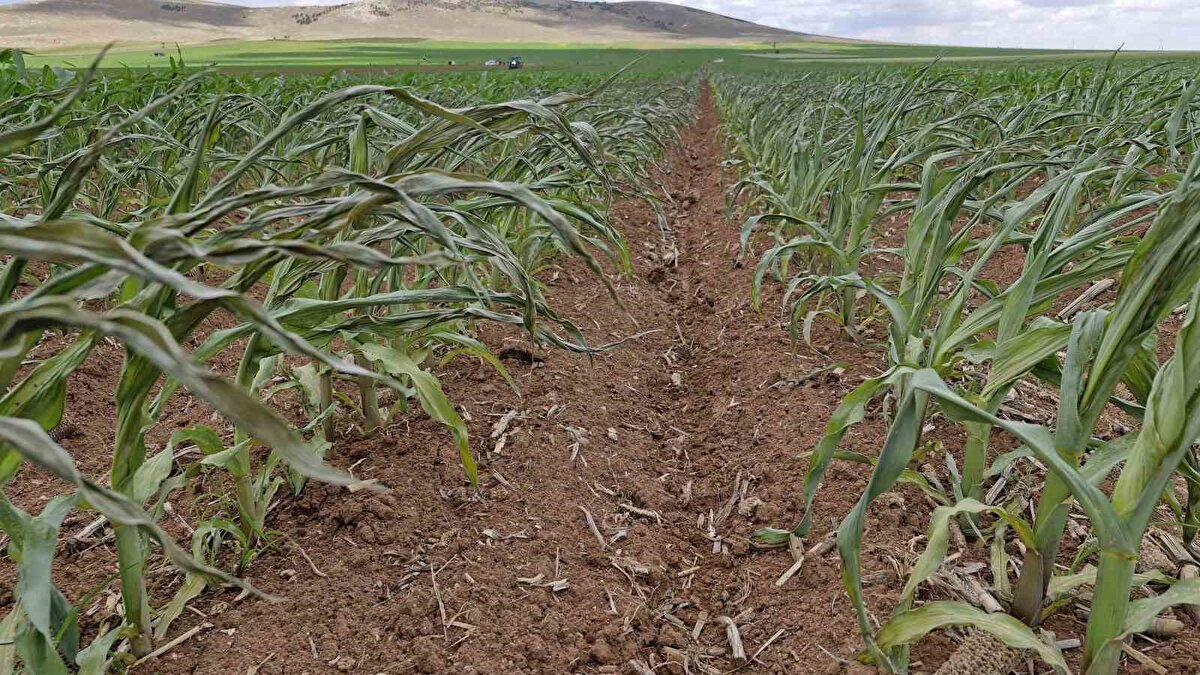 "Kabul edilemez bir durum"<br><br>Dron ile zarar verilen mısır tarlasında incelemelerde bulunan Karaman Ziraat Odası Başkanı Mehmet Bayram, "Mısır tarlasında yaşanan korkunç bir durumla karşı karşıyayız. Üreticimizin emeğinin heba olduğunu görüyoruz. Mısır tarlasına dron ile yapılan bir sabotaj şüphesi var. Bununla ilgili jandarma bir çalışma yapıyor. Tarlada ekili olan mısır şu an için tamamen yanmış bir durumdadır. Üzücü olay, çünkü milli bir servet. Üreticimiz sezonun boşa gitmemesi için şuan mısırı söktürüyor. Mısırın yüzde 80’i yanmış. Düzenli yetişebilmesi için tamamının sökülerek yeniden ekilmesi gerekiyor. Üreticimize geçmiş olsun" dedi.