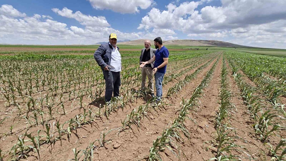 Ben bu tarlayı ekmek için 500 bin lira harcama yaptım. Şimdi yeniden ekeceğim ve yine 500 bin lira daha harcayacağım. Herkes geçmiş olsun diyor da benim halim ne olacak şimdi" diye konuştu.