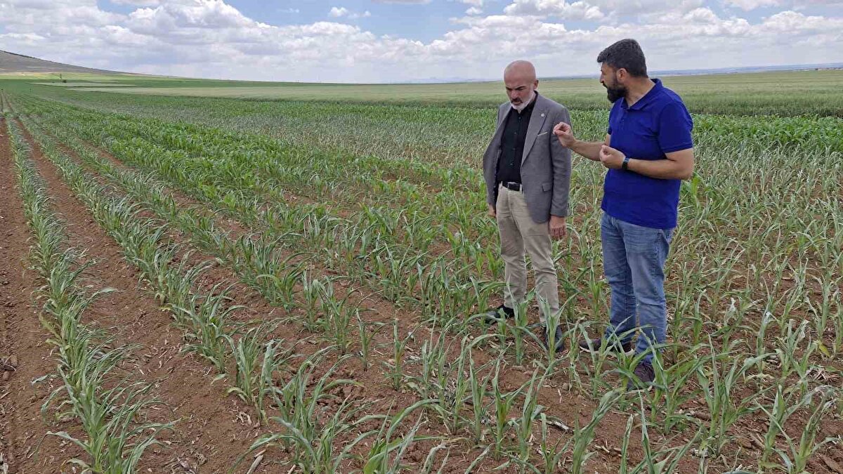 Dron ile mısır tarlalarının kimliği henüz belirsiz kişi veya kişilerce ilaç atılarak saldırı düzenlendiğini tespit eden çiftçi, durumu hemen jandarma, ilçe tarım müdürlüğü ve ziraat odasına bildirdi. Köye gelerek mısır tarlalarında incelemede bulunan jandarma, il ve ilçe tarım müdürlüğü ile ziraat odası yetkilileri mısırların dron ile ilaçlanarak zarar verildiğini tespit etti. Yaşanan bu durum diğer çiftçileri de tedirgin ederken, jandarma mısır tarlasına saldırı düzenleyen kişi veya kişileri belirlemek için çalışma başlattı.