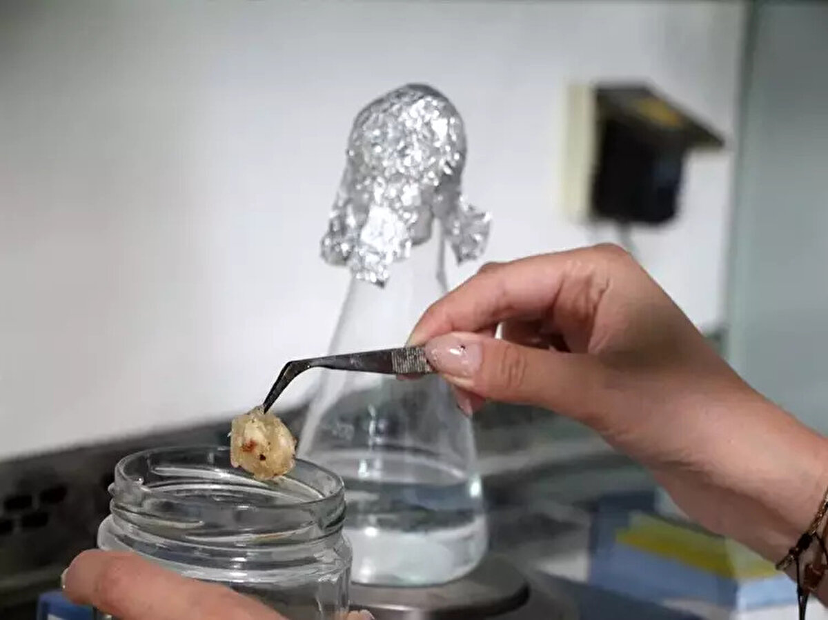 Baklavada E.Coli, halka tatlıda staphylococcus aures çıktı<br><br>Küf, maya ve koliform grubu bakteriler açısından 50’ye yakın örneği değerlendirdikleri çalışmanın detaylarını paylaşan Prof. Dr. Işıl Var, şöyle konuştu:<br><br>“Adana yöresinde halka tatlılar sıklıkla tüketilir. Bu tatlıyı sokak satıcılarında kaldırımlarda iki adıma bir görebilirsiniz. 