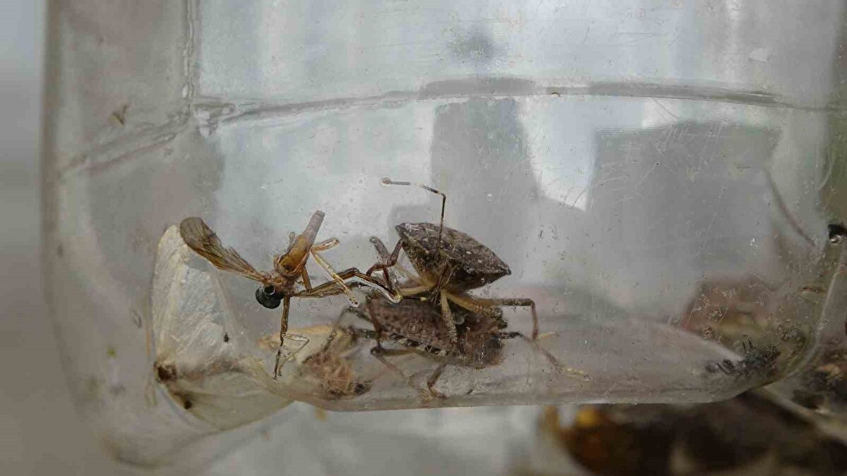 "Para için değil, fındık için topluyoruz"<br><br>Mahalle sakinlerinden Semiha Coşkun ve Türkan Türkmen ise çalışmayı gönülden desteklediklerini söyledi. Türkmen, "Kokarca fındığımıza ve diğer ürünlere ciddi zarar veriyor. Biz bu mücadeleyi para için değil, ürünlerimizi ve doğamızı korumak için yapıyoruz" dedi.