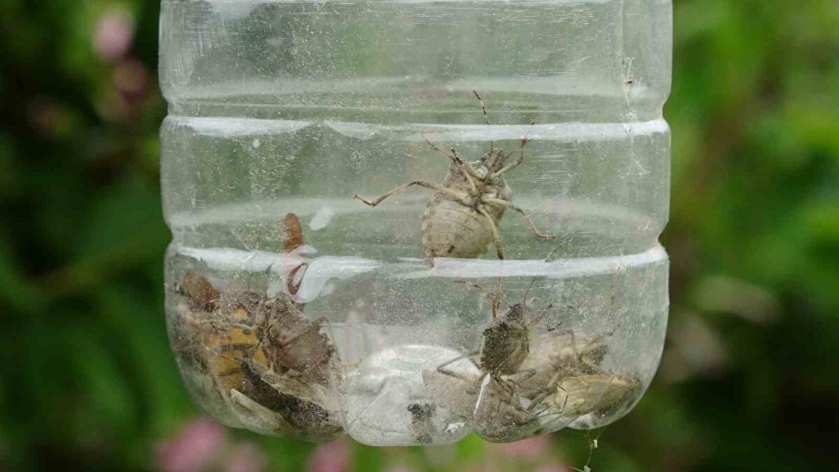 260 kokarca toplandı, hedef yaygınlaştırmak<br><br>Yıldırım, uygulamanın yeni başladığını ve bugüne kadar 260 kokarcanın toplandığını belirterek, talebin arttığını, farklı bölgelerde de benzer çalışmalar yapılması gerektiğini söyledi. Enstitünün kokarcaları samuray arısı üretiminde kullandığını, karşılığında da arı temin ederek zararlının doğal yolla kontrolünü sağlamayı hedeflediklerini ifade etti.