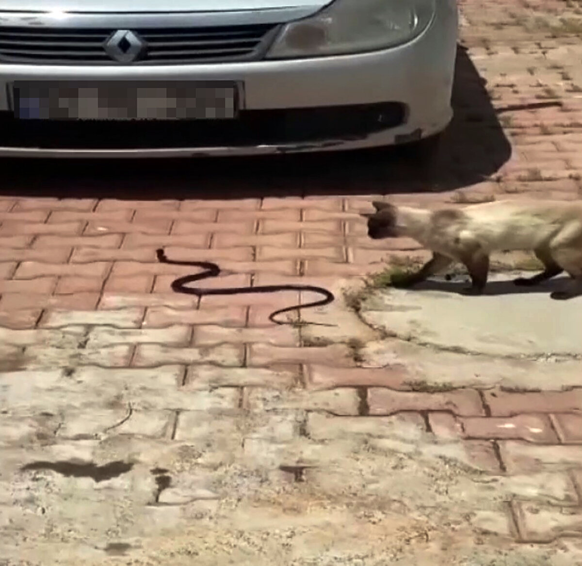 Şehirlerde yapılaşmanın artmasıyla yaşam alanları daralan yılanlar, havanın ısınmasıyla yerleşim yerlerinde görülmeye başlandı. Antalya'da evinde, aracında, iş yerinde yılan görüp itfaiyeden yardım isteyenlerin sayısında artış yaşandı. Antalya Büyükşehir Belediyesi'ne bağlı itfaiye ekipleri, bu yıl 60 yılanı insanların yaşam alanlarından çıkardı.
