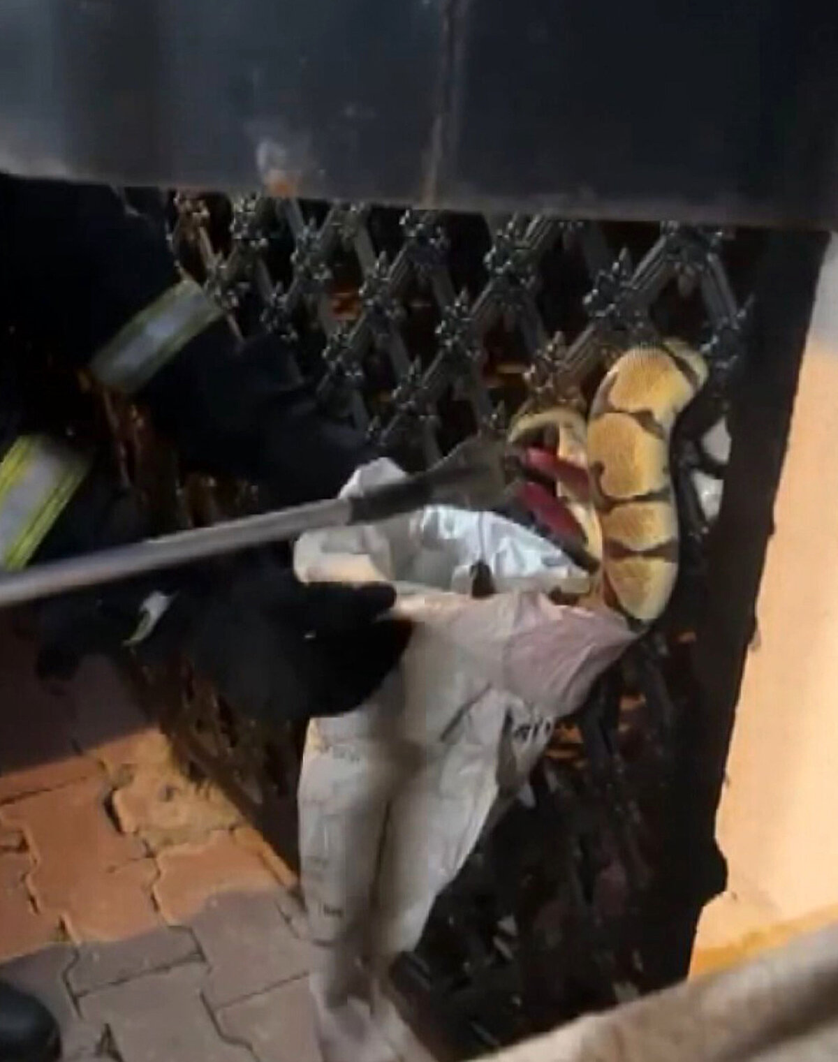 İhbar üzerine yılanın görüldüğü yere giden ekipler, koruyucu elbiselerini giyip, ellerindeki ekipmanla hayvanı çıkardıktan sonra doğaya bıraktı. Yılanların çiftleşme, yumurtlama döneminin başlamasıyla hanelerde görülmesinin sıklaştığı mayıs ayında itfaiye, iş yeri, ev, binaların atıl alanı, depolardan 45 civarında kurtarma çalışması yaptı.