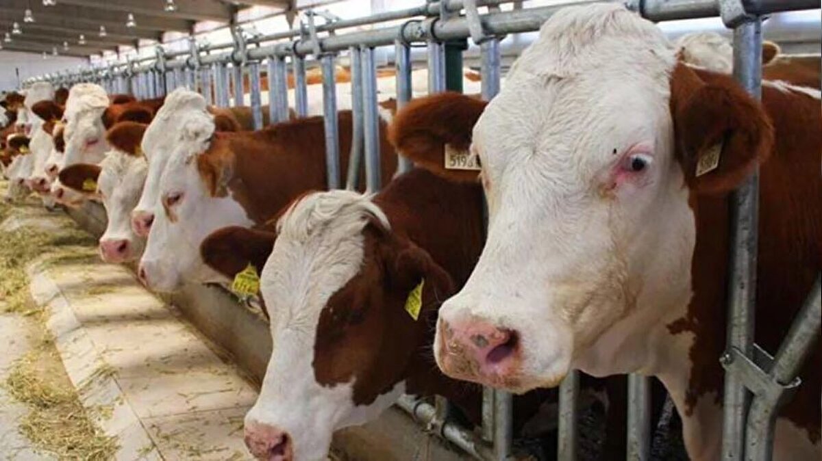 İstanbul'da da büyükbaş hayvanlar alıcı bulmakta zorlanmadı. Gaziosmanpaşa Alibeyköy Kurban Pazarı’nda 1 ton 200 kiloluk Simental cinsi dana, 420 bin TL’ye alıcısını buldu. Bahçelievler Kurban Pazarı’nda ise 1 ton 250 kiloluk büyükbaş hayvan, 320 bin TL’den satıldı.